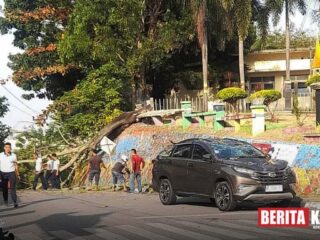 Pohon Tumbang Timpa Mobil di Jalan Teluk Air