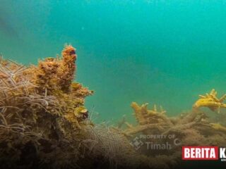 PT Timah Lepas 45 Unit Coral Garden di 2025