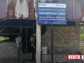 PT Timah Perkuat Ekonomi Lokal Lewat Peternakan Ayam Kampung
